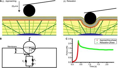 AFM Force Relaxation Curve Reveals That the Decrease of Membrane Tension Is the Essential Reason for the Softening of Cancer Cells